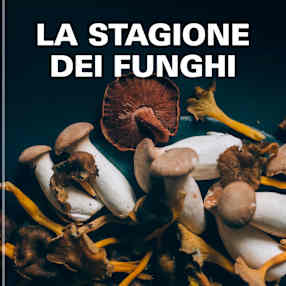 La stagione dei funghi