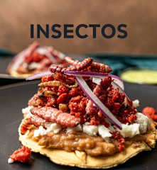 Insectos